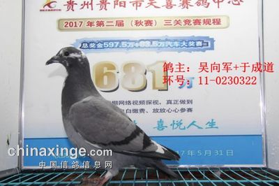 贵阳天喜赛鸽中心2017年4月17日幼鸽入棚照(图2) - 贵州贵阳天喜赛鸽中心 - 中国信鸽信息网公棚信息www.chinaxinge.com