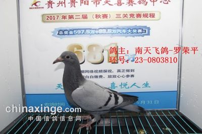 贵阳天喜赛鸽中心2017年4月15日幼鸽入棚照(图4)